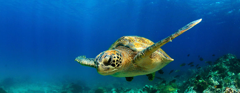 The Galapagos Islands