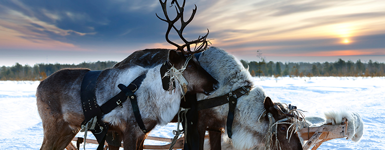 Lapland Holiday