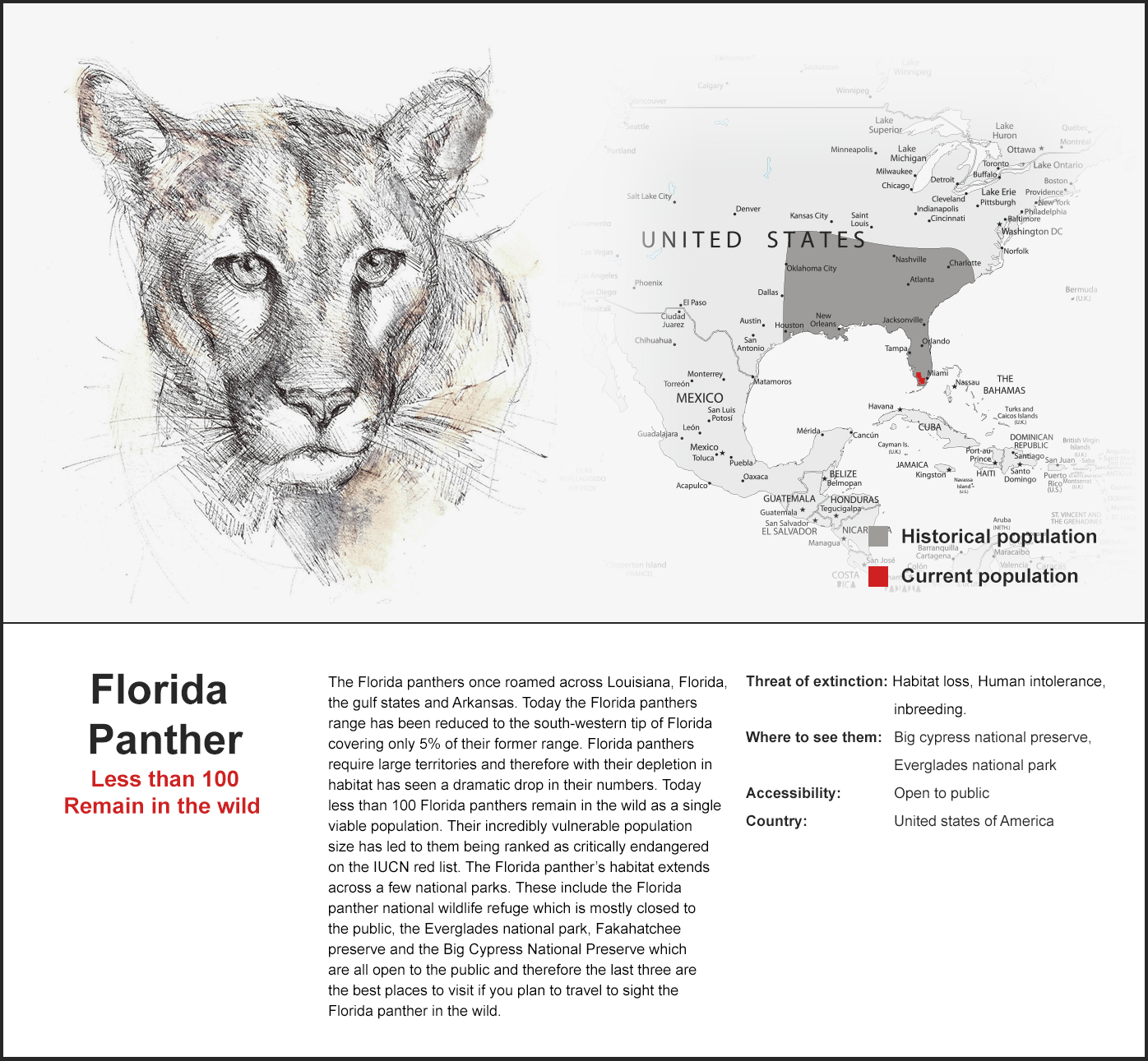 florida panther