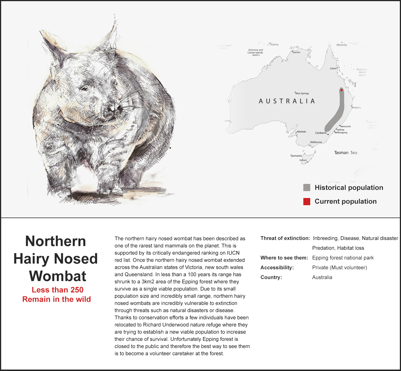 wombat