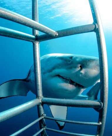 Shark cage diving